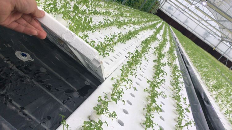 How to build a greenhouse How to build a greenhouse