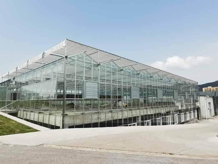 Common Greenhouse Vegetable Nutrient Deficiencies and Their Remedies Common Greenhouse Vegetable Nutrient Deficiencies and Their Remedies