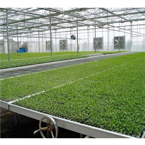 Nursery Serave Seedbed